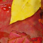 Abstract Macro Leaves Web