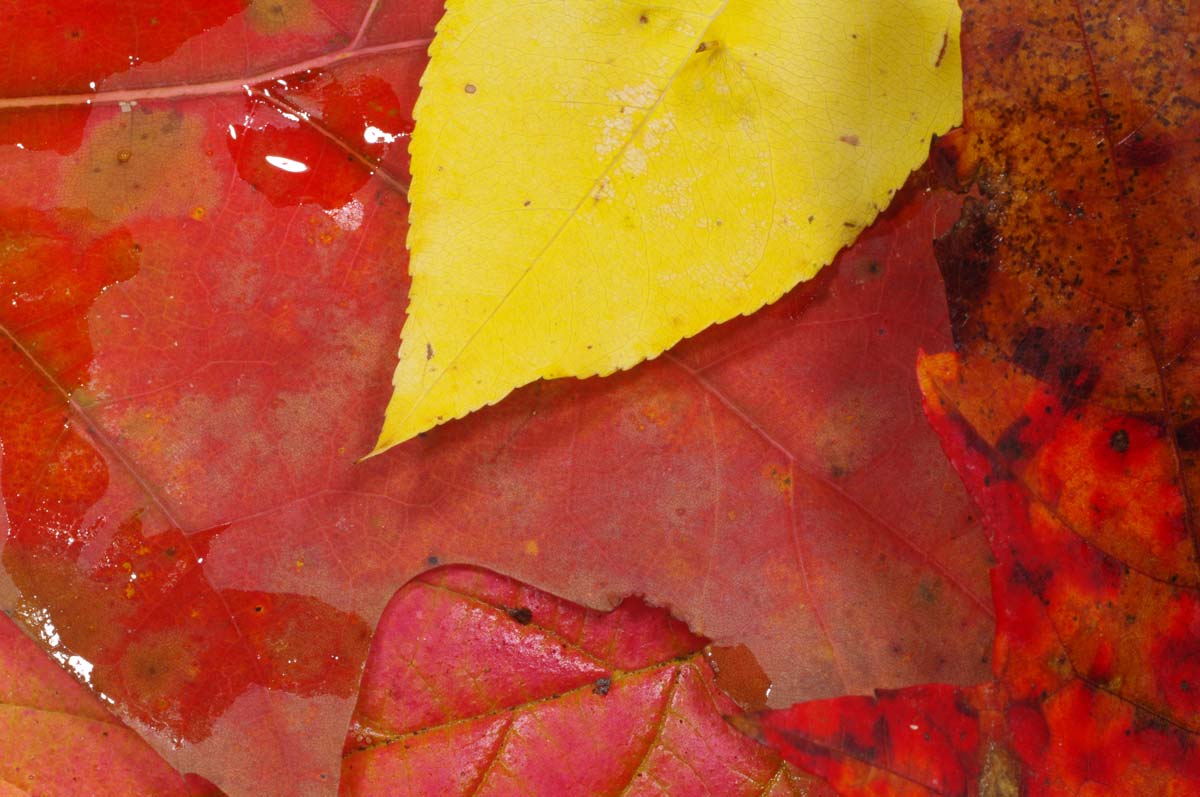 Abstract Macro Leaves Web