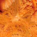 Abstract Pumpkin Pulp Macro2 Web Preview
