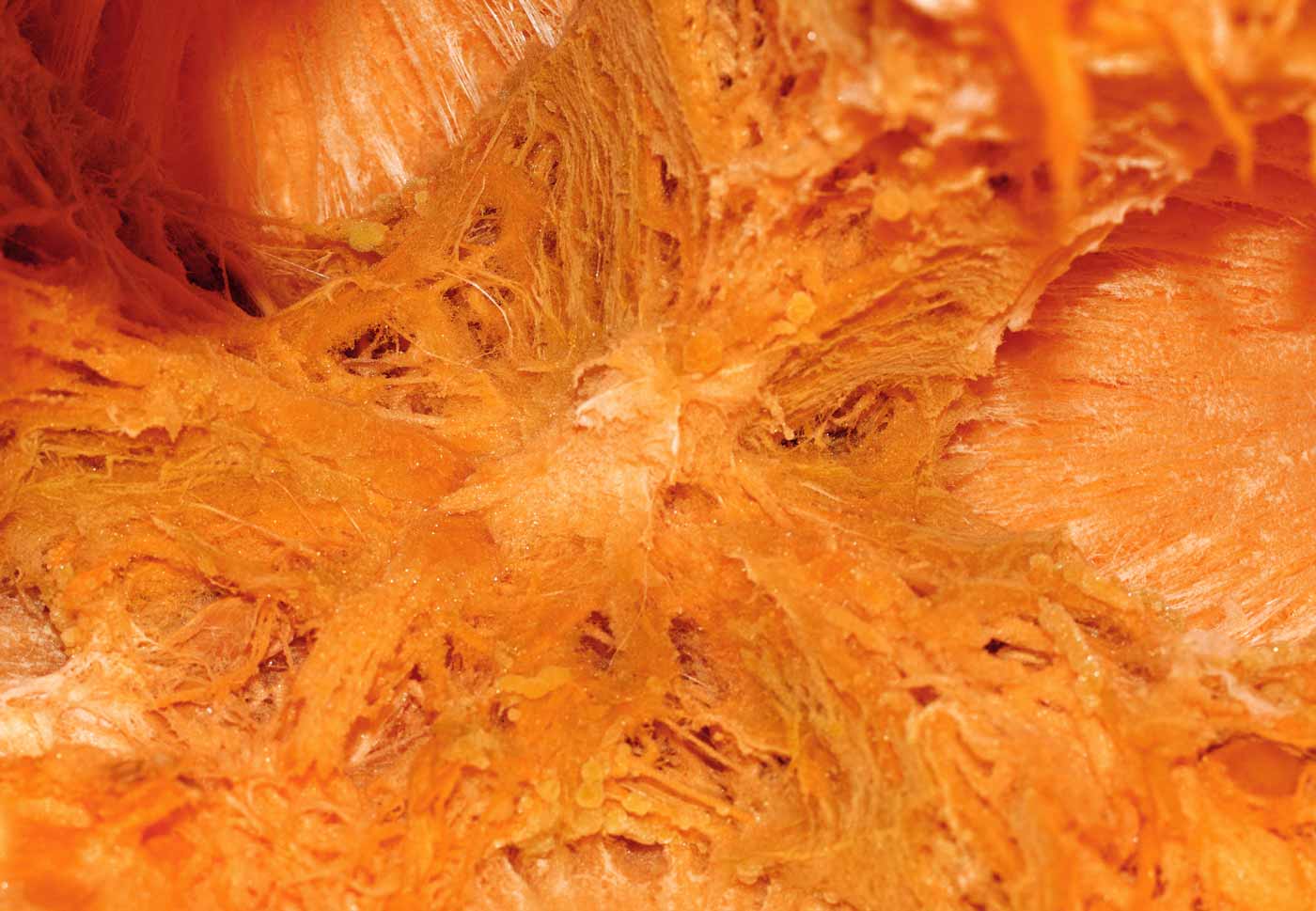 Abstract Pumpkin Pulp Macro2 Web Preview