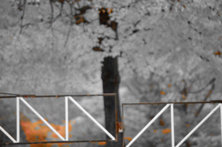 Abstract Photo of Rusted Gate and Tree
