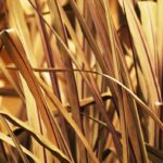 Autumn Grass Web