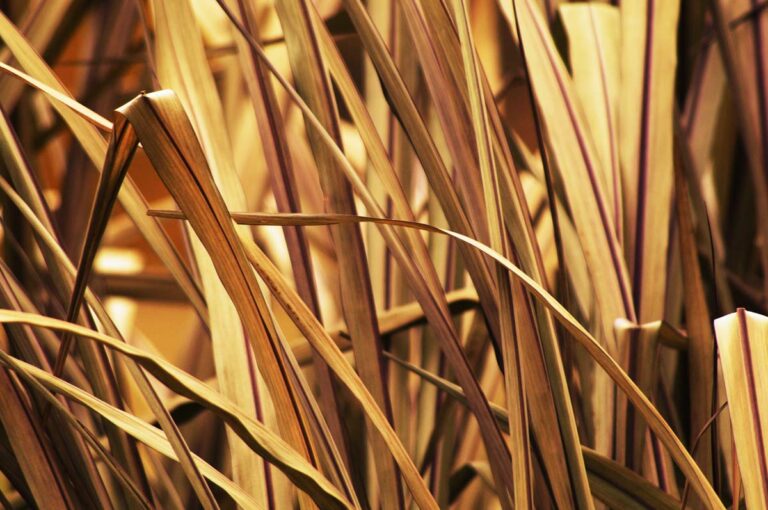 Ornamental Grass in Autumn