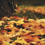 Autumn Leaves Base Of Tree Web