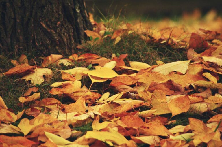 Autumn Leaves in Fall at the Base of a Tree