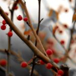 Berry Branches Web