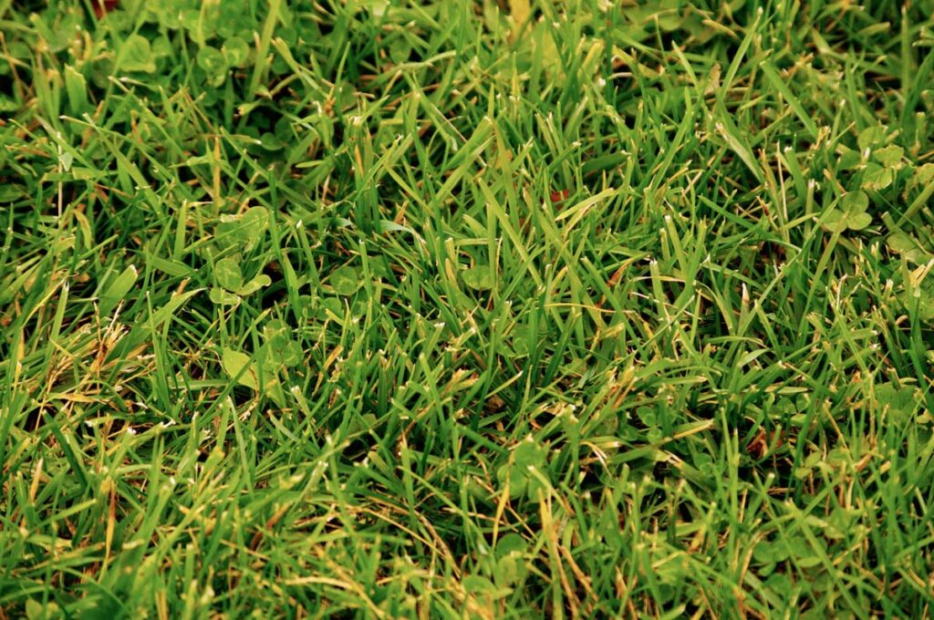 Close Up Grass Web