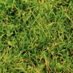 Close Up Grass Web