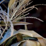 Corn Husks Web Size