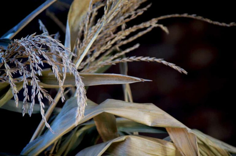 Corn Husks