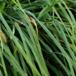 Dewdrops Ornamental Grass Web