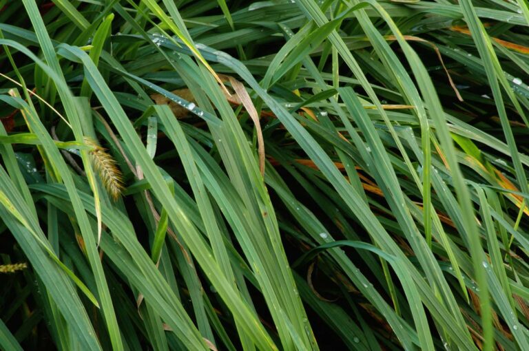 Dewdrops on Ornamental Green Grass