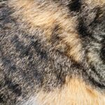 Furtexture