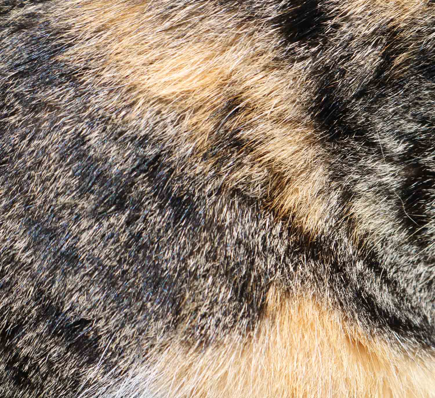 Furtexture