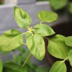Gardenplants