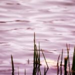 Grass In Water Lowres