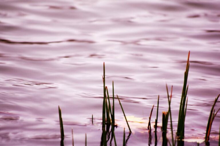 Grass Reeds in Water at Sunset