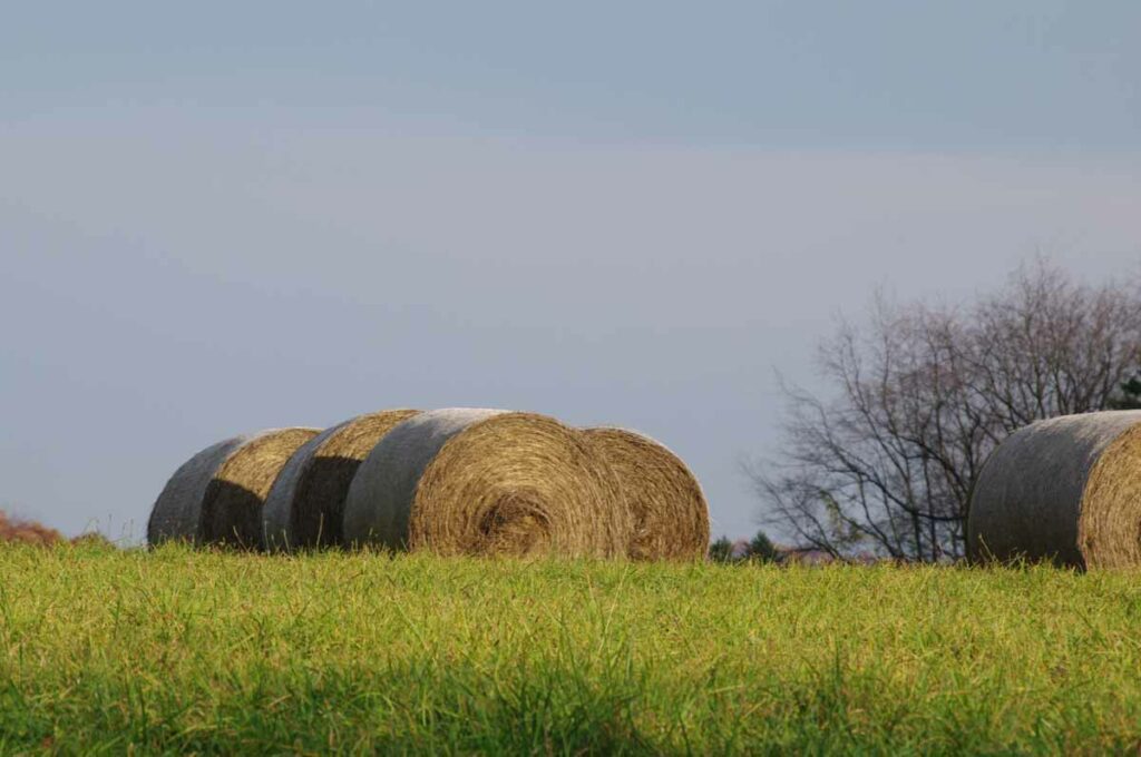 Hay Field Web Preview