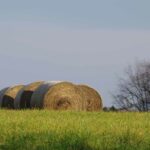 Hay Field Web Preview