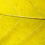 Macro Abstract Leaf Veins Web