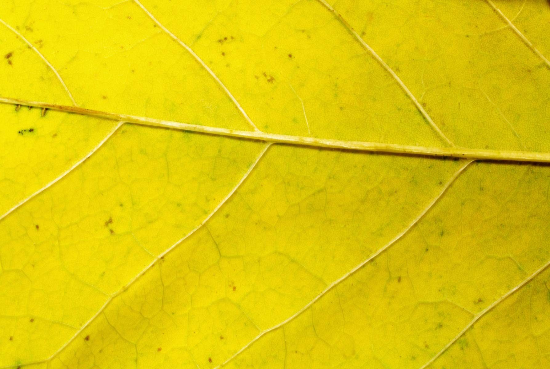 Macro Abstract Leaf Veins Web