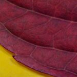 Macro Leaf Red Yellow Web