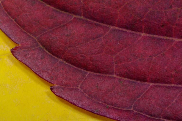 Macro Maroon Red Leaf on Yellow Background