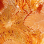 Macro Pumpkin Pulp3 Web Preview