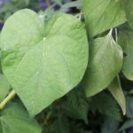 Morninggloryleaf