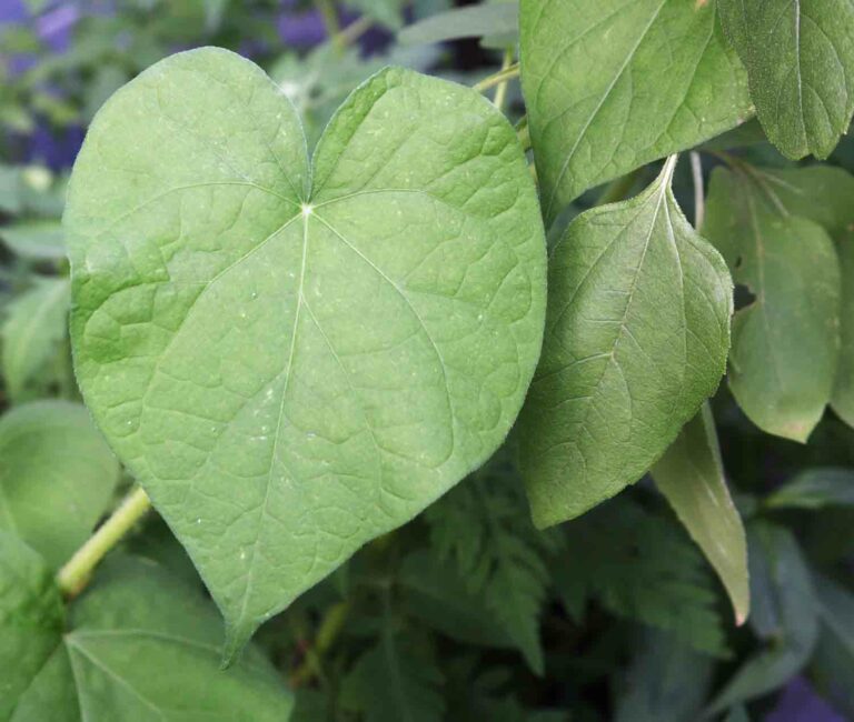 Morning Glory Heart Shaped Leaf