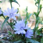 Purpleflower