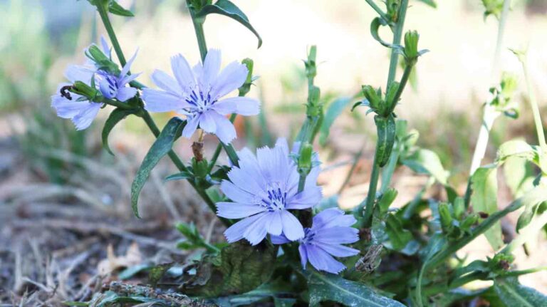 Chicory Flower Plant