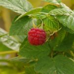 Raspberry Web