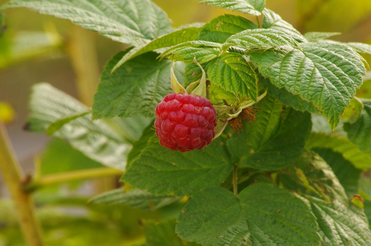 Raspberry Web