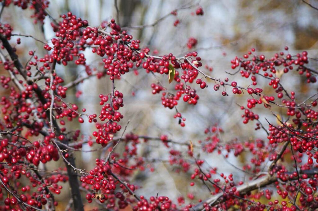 Red Berries Web