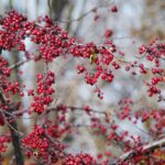 Red Berries Web