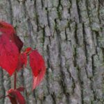Red Leaves Bark Background Web