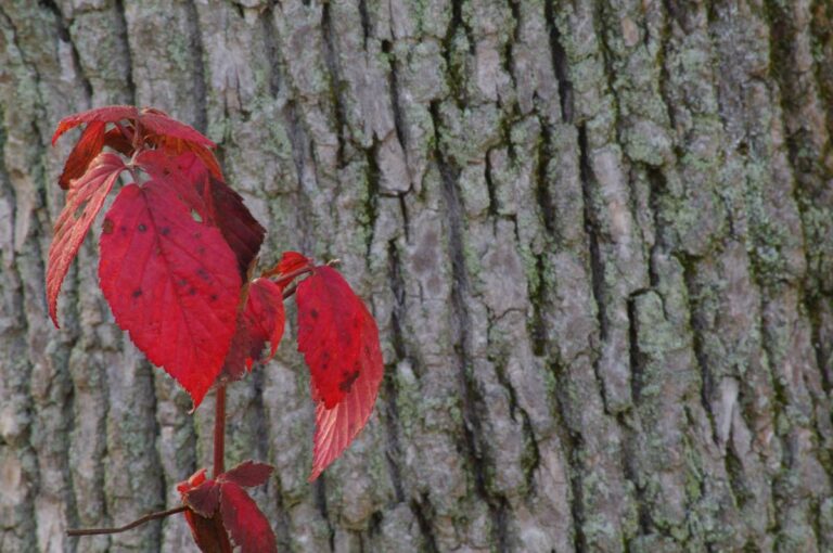 Red Leaves Against Tree Bark Background