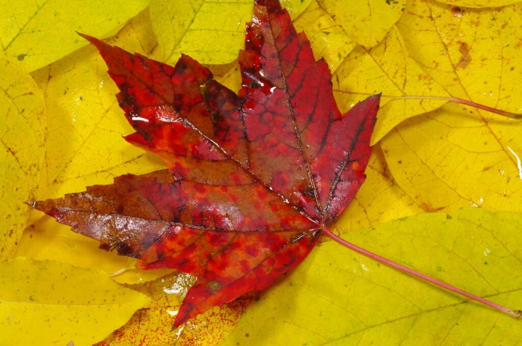 Red Maple Leaf Web