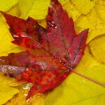 Red Maple Leaf Web
