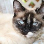 Siamese Cat