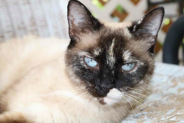 Photo of Crystal The Siamese Cat