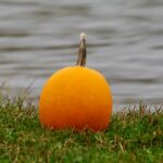 Smx Pumpkin In Grass Lowres