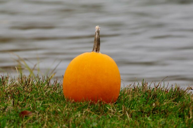 Orange Pumpkin in the Grass