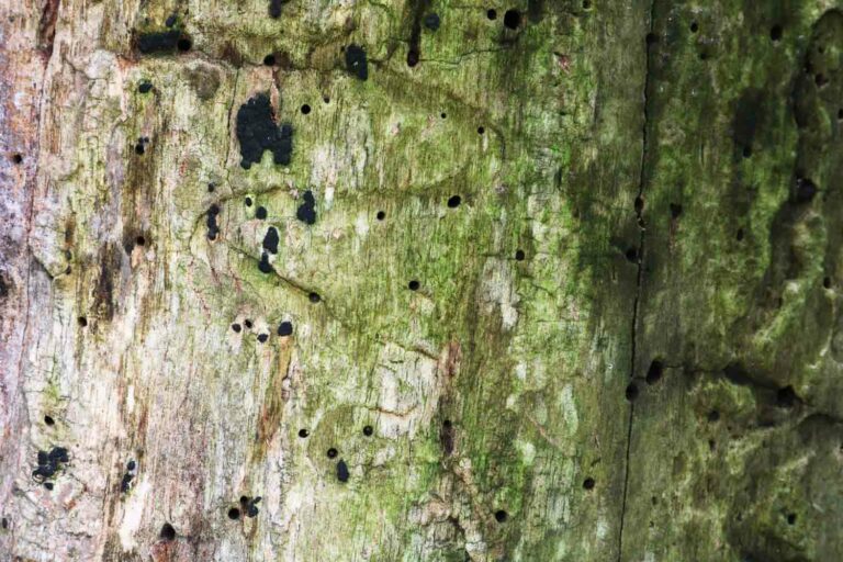 Termite Tree Bark With Moss Wood Texture Macro Photo