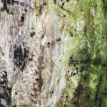 Treebarkmacro2