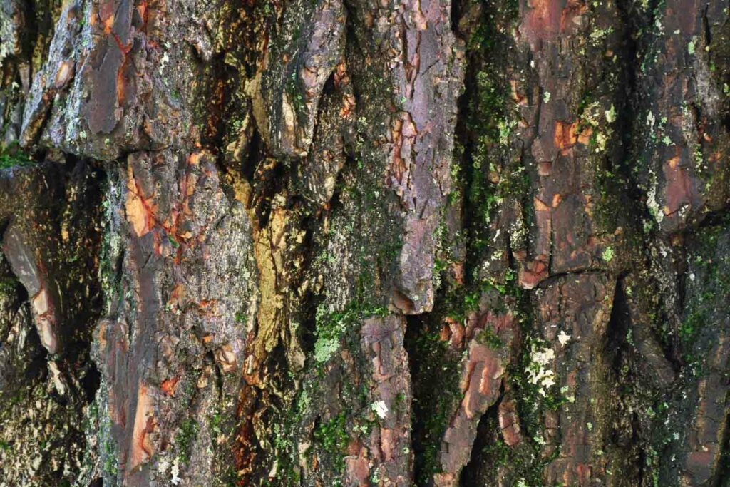 Woodbarkmacro1
