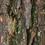 Woodbarkmacro1