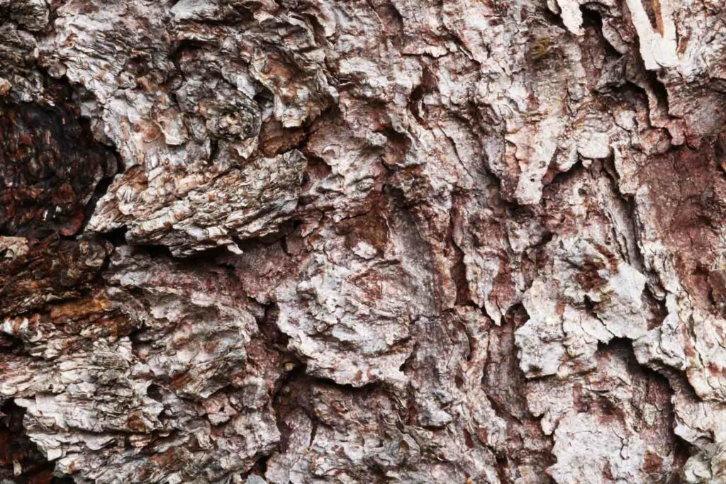 Woodbarkmacro2