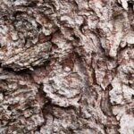 Woodbarkmacro2